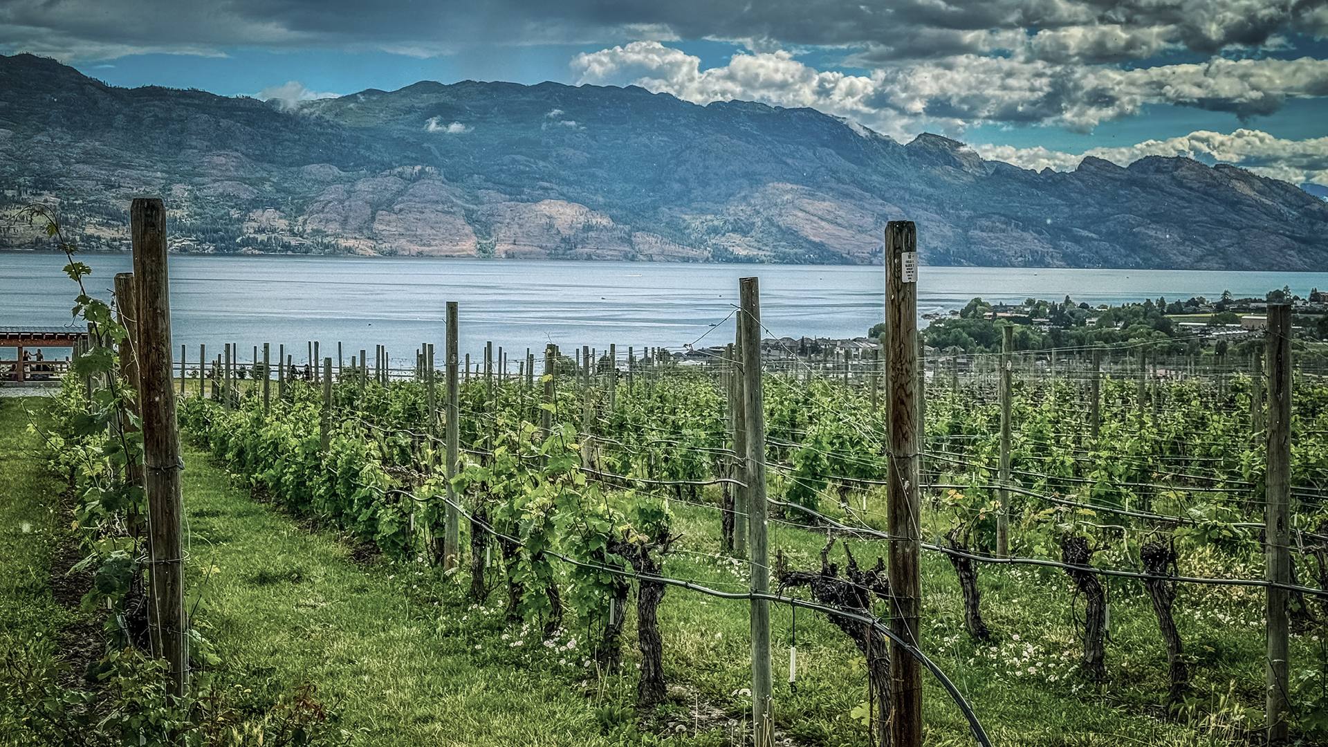 Okanagan vineyard rows leading toward the lake and distant mountains