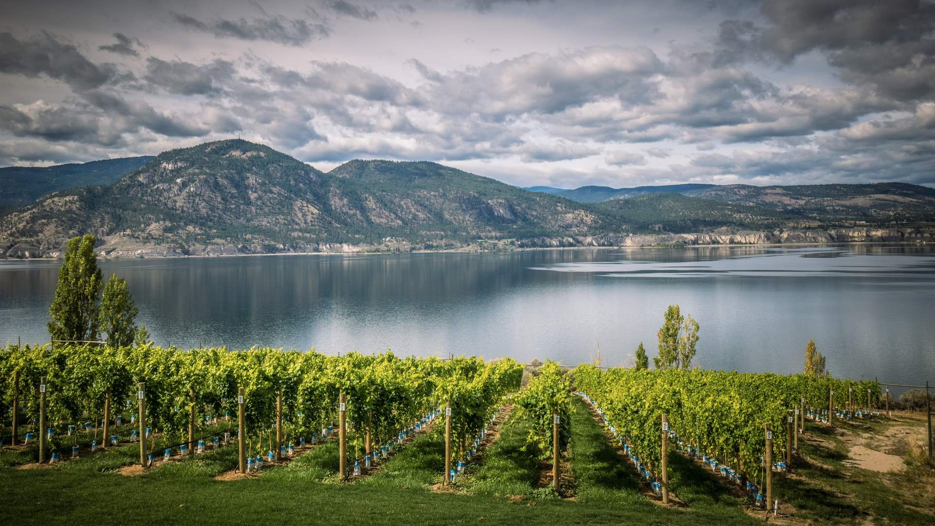 Okanagan Valley vineyard rows leading toward a calm lake and distant mountains