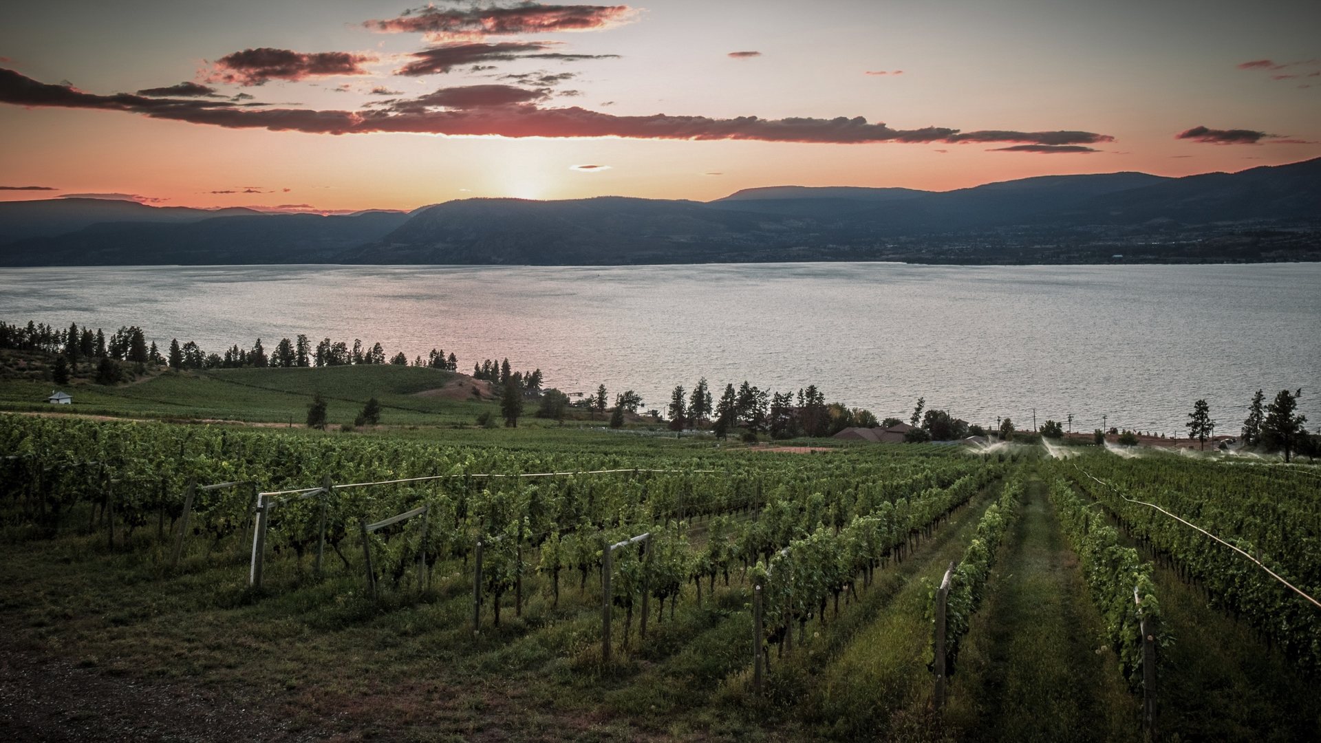Okanagan vineyard rows leading to a lake under a warm twilight sky